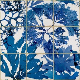 Tapetai Algae in blue