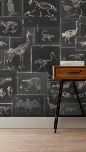 Tapetai Zooarchaeology