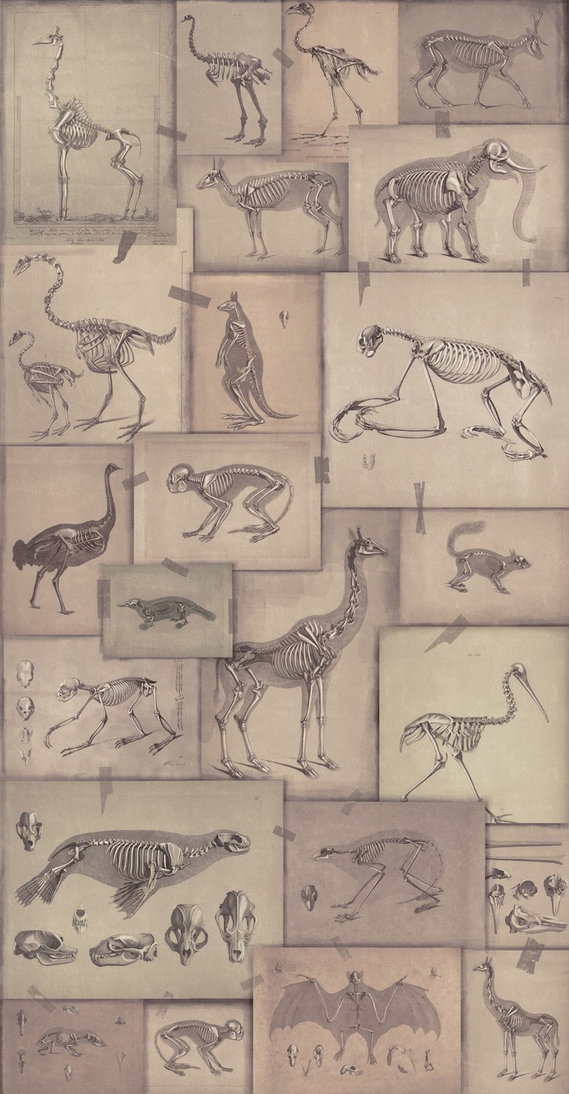 Tapetai Zooarchaeology Tapetai Zooarchaeology