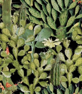 Tapetai Opuntia