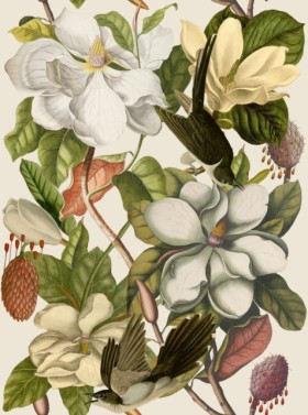 Tapetai Magnolia