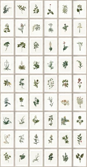 Tapetai Botany