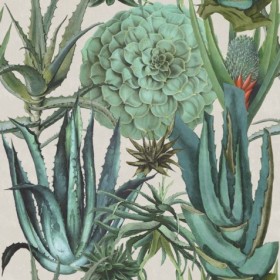 Tapetai Succulentus