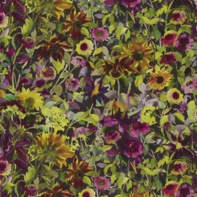 Audinys Indian Sunflower Graphite