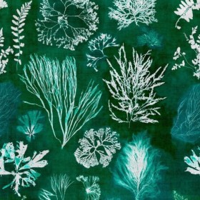 Tapetai Algae