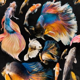 Tapetai Goldfish