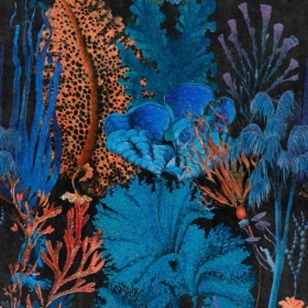 Tapetai Coral reef