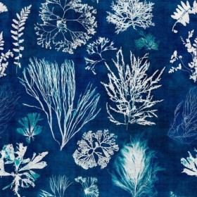 Tapetai Algae