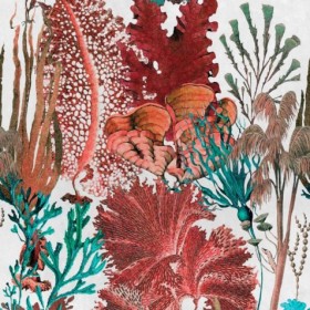 Tapetai Coral reef