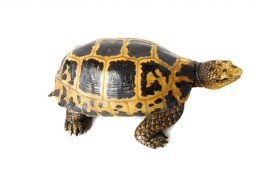 Dekoracija Turtle