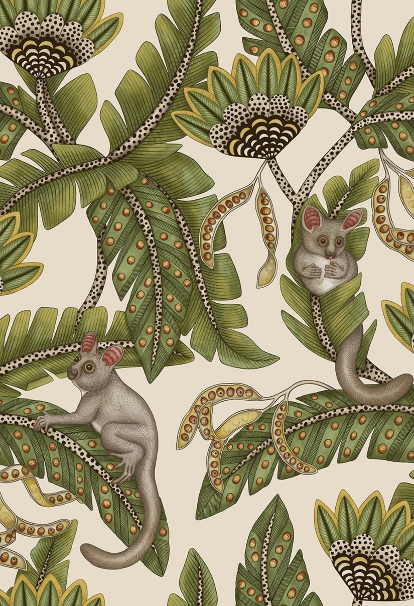 Tapetai Bush Baby Tapetai Bush Baby