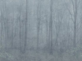 Tapetai Skog