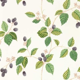 Tapetai Rubus Blackberry
