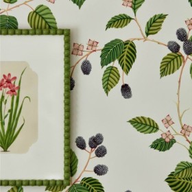 Tapetai Rubus Blackberry Tapetai Rubus Blackberry