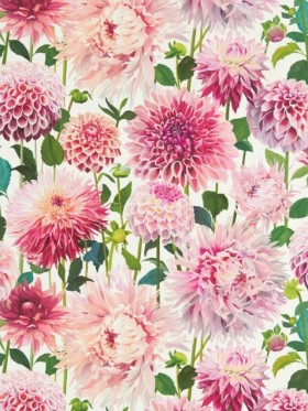 Tapetai Dahlia Blossom
