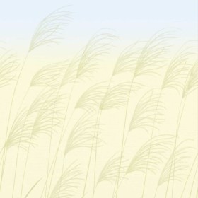 Tapetai Miscanthus