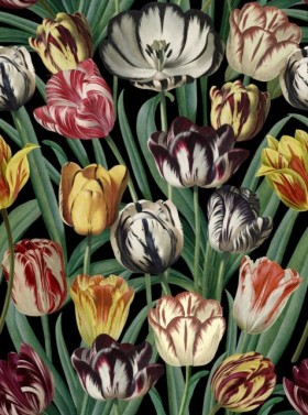 Tapetai Tulipa