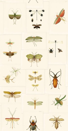 Tapetai Entomology