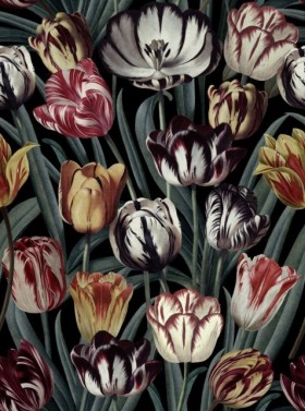 Tapetai Tulipa