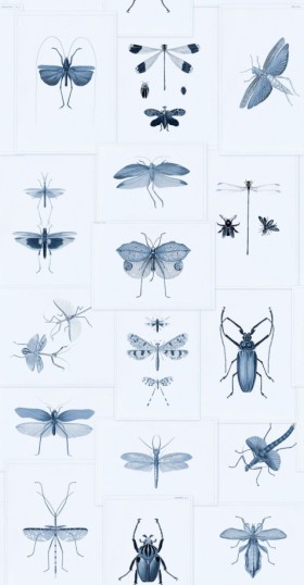Tapetai Entomology