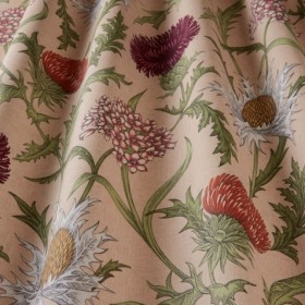 Audinys Acanthium Coral