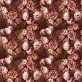 Audinys Vespertina Sepia